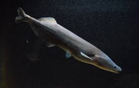 Image result for Apocynaceae subfamily Periplocoideae