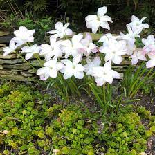 Zephyranthes X Drummondii Big Dude Rain Lily Rain Lily Bulbous Plants Fragrant Flowers