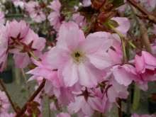 Check spelling or type a new query. Japanese Flowering Cherries From Uk Specialists Order Chris Bowers