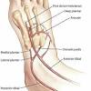Di bawah lutut terdapat dua tulang kaki lainnya yaitu tibia atau dikenal dengan tulang kering dan fibula atau tulang betis. 1