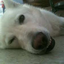 She is an 11 month old german shepard/husky mix in need of a foster. Alaska Dog And Puppy Rescue Building In Palmer