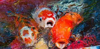 Aesthetics are an integral part of the koi pond design. 400 Valuable Koi Fish Stolen From Park Pond In Virginia Abc News