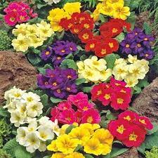 Giant Primrose Plant These Hardy English Primroses This Spring In Just A Few Weeks They Will Burst I Fall Flowers Garden Primrose Plant Flower Identification