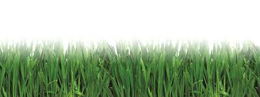 Maybe you would like to learn more about one of these? Menards Premium Grub Control