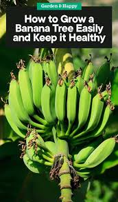 How tall do banana trees get? How To Grow A Banana Tree Garden And Happy
