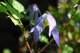 Image result for Clematis villosa
