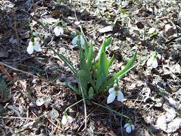 This garden boasts an established snowdrop collection, with over 80 varieties, both named and naturalised, growing in the borders and. Homestead Stories Snowdrops The First Flowers Of Spring Insteading
