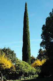 Image result for Cupressus sempervirens