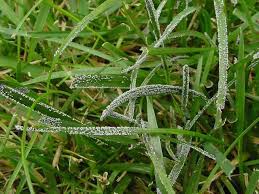 If you are looking for the best lawn fungus treatment that also gets rid of grub worms and other insects? Slime Mold Slime Mold Is A Fungus That Appears As Spots In Your Lawn Look For Areas That Stay Wet Or Are Located In Slime Mould Vinegar Uses Warm Season Grass