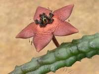 Image result for Tridentea