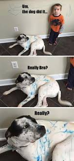 Monday Funny Pictures December 8 2014 Funny Dog Memes Funny Animal Pictures Funny Pictures