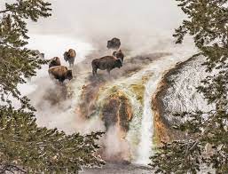 Aug 23, 2016 · spend the night—and skip the tour groups. Winter In Yellowstone National Park