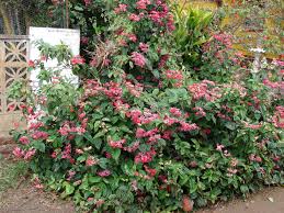 Image result for Clerodendrum abilioi
