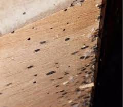 Not us, we know better. Bed Bug Exterminator Columbus Ohio Heat Treatment 1 Extermination Pest Control Company Get Rid Of Bed Bugs With Integrity Pest Solutions
