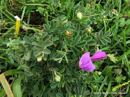 Image result for Tephrosia purpurea