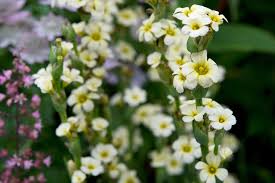 Image result for Iridaceae
