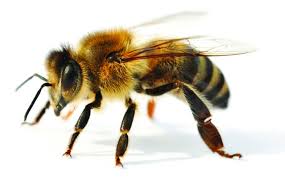 Bee Allergies In Dogs: Causes, Symptoms, & Treatment | Dutch