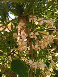 Image result for Pavetta revoluta