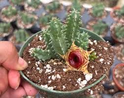 Image result for Huernia procumbens