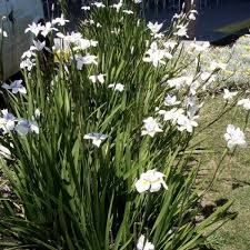 Image result for Dietes