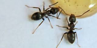 Although it is not generally toxic to humans or pets, borax disrupts the ant's digestive system and slowly kills them. 7 Best Pet Safe Ant Killers Effective Yet Harmless To Pets