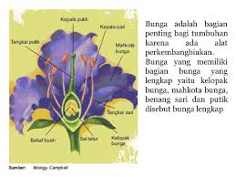 We did not find results for: Struktur Fungsi Dan Tipe Bunga Ppt Download