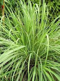 Image result for Cymbopogon pospischilii