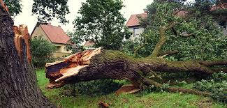 Sturmschaden Vermeiden Durch Richtige Vorsorge Gev Versicherung