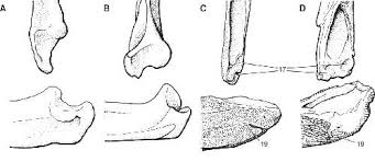 We are a german team. A Reappraisal Of The Origin And Basal Radiation Of The Osteichthyes