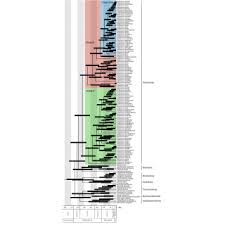 Image result for Asterochaete angustissima