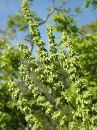 Image result for Rumex ruwenzoriensis