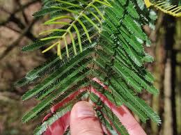 Image result for Acacia decurrens