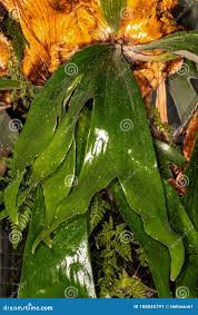 Image result for Platycerium stemaria