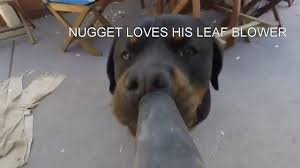 Discover the magic of the internet at imgur, a community powered entertainment destination. Funny Dog With Leaf Blower Youtube