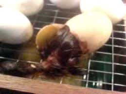 Raising khaki campbell ducks is easy and a very profitable business. Anak Itik Menetas Realtime Youtube