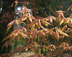 Image result for Aeollanthus neglectus