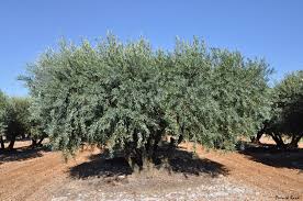 Histoire De La Culture De La Vigne Et De L Olive