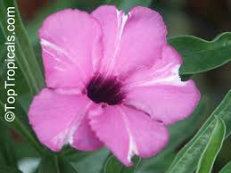 Image result for Adenium boehmianum