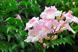 Image result for Podranea