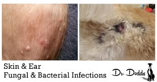 Yeast infection is primarily caused by the overgrowth of malassezia pachydermatis yeast. Dr Jean Dodds Pet Health Resource Blog Skin And Ear Bacterial And Yeast Infections On
