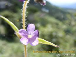 Image result for Buchnera hispida