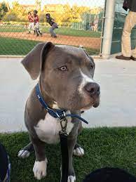 blue my blue nose pitbull 4 months blue nose pitbull pitbulls cute puppies