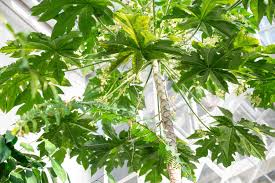 Image result for Alafia orientalis