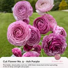 Image result for Ranunculus stagnalis