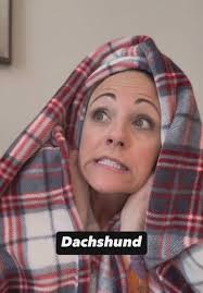 Dogs Christmas Decorating: A Festive Comedy