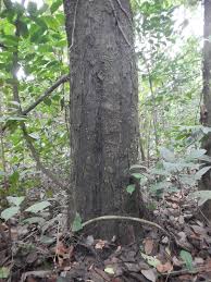 Image result for Diospyros crassiflora