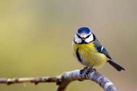 Weitere ideen zu blaumeise, meise, heimische vögel. Blaumeise Parus Caeruleus Gartenzauber