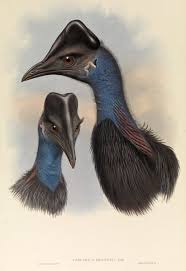 The Golden Age Of Scientific Illustration Museum Victoria