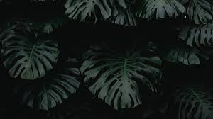 Hoja Verde Oscuro Planta Wallpapers Plant Wallpaper Dark Wallpaper Aesthetic Desktop Wallpaper