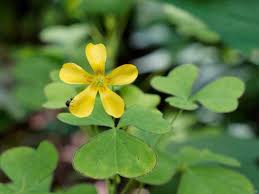 Image result for Oxalidaceae